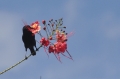 grenada, caribbean, west indie-079